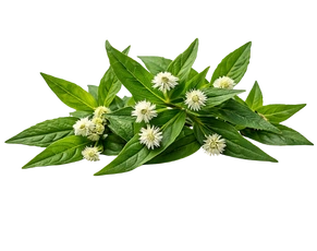Fresh Bhringraj leaves and flowers, the primary Ayurvedic herb for treating hair fall and alopecia.