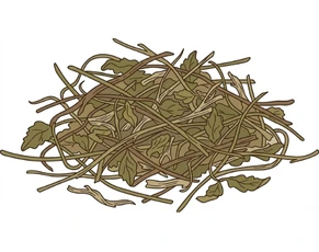 Detailed illustration of Brahmi (Bacopa monnieri) with its characteristic small, succulent green leaves and thin stems, representing a vital addition to Ayurvedic medicines for thyroid and powerful herbs to restore balance.