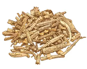 Professional studio shot of dried Guduchi (Giloy) stems, representing a powerful Ayurvedic medicine for PCOD and natural remedies for PCOD.