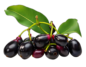 A high-quality botanical illustration of Jamun (Eugenia jambolana) featuring deep purple fruits and green leaves, showcasing a core ingredient in Ayurvedic Herb Medicines For Diabetes.