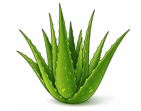 Detailed illustration of a fresh Kumari (Aloe Vera) plant with thick succulent leaves, representing one of the most effective natural remedies for irregular menstruation.