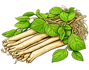 Illustration of fresh Ashwagandha roots and leaves, representing powerful Ayurvedic herbs and the best natural ED medication.