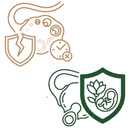 Line art illustration comparing an unprotected ovary with irregular timing to a healthy reproductive system protected by a shield featuring a lotus and a growing embryo, representing fertility protection as one of the key benefits of Ayurvedic treatment for irregular periods.