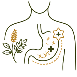 A medical illustration showing how Ayurvedic herbs work within the stomach to repair damaged tissue, highlighting the Key Benefits of Ayurvedic Treatment for Acidity for mucosal healing.