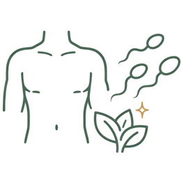 Line art illustration of a human torso with a natural plant symbol and healthy sperm cells, representing the improved semen quality key benefits of Ayurvedic treatment for premature ejaculation.