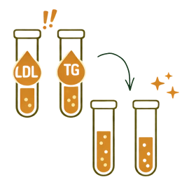 A medical infographic showing test tubes with high LDL and triglyceride levels transitioning to a balanced, healthy state, representing the lower LDL & triglyceride benefits of Ayurvedic treatment for high cholesterol.