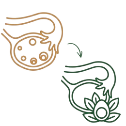 Line art illustration comparing an ovary with cysts and irregular activity to a healthy ovary with a blooming flower and a natural egg, representing the key benefits of Ayurvedic treatment of PCOD.