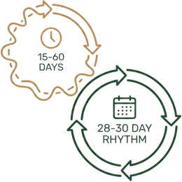 Line art illustration comparing an irregular 15-60 day cycle with a wavy orange border to a healthy, green 28-30 day rhythm, representing one of the key benefits of Ayurvedic treatment for irregular periods.
