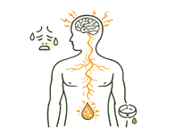 Line art illustration of a human silhouette showing the brain-body connection with a drop symbol representing physical & biological causes of premature ejaculation.