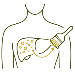 An icon-style illustration showing a liver being "brushed" clean of fat deposits, highlighting the Reverses Fat Benefits of Ayurvedic Treatment for Fatty Liver.